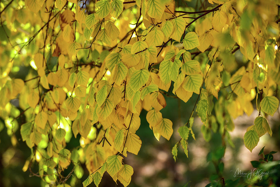 Birch Leaves Photograph