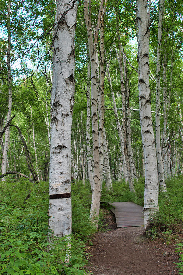 Birch Lined Path - Summer at Creamers Field Photograph by Cathy Mahnke