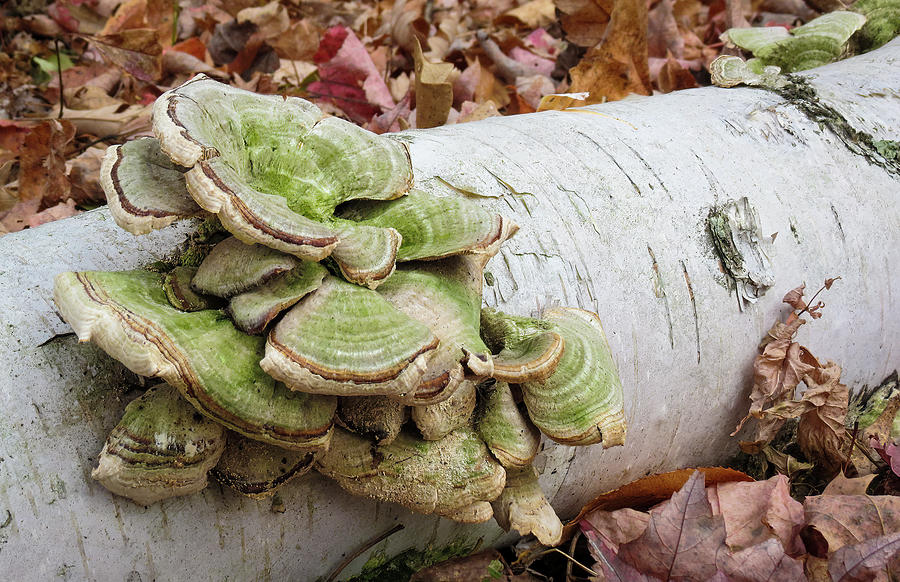 Birch Log Fungi Photograph by Patti Deters