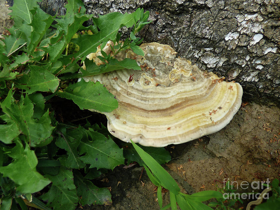 Birch Mazegill Fungus Photograph by Charles Robinson