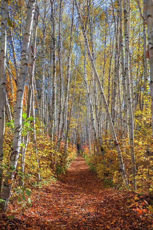 Birch Path Blue Sky Autumn Photograph by White Mountain Images