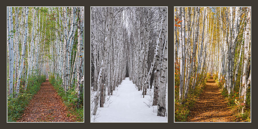 Birch Path Three Season Collage Photograph by White Mountain Images