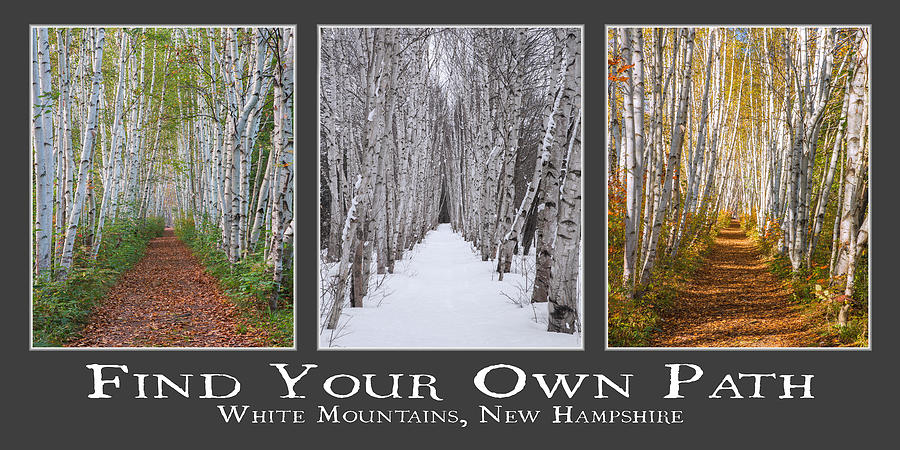 Birch Path Three Season Logo Photograph by White Mountain Images