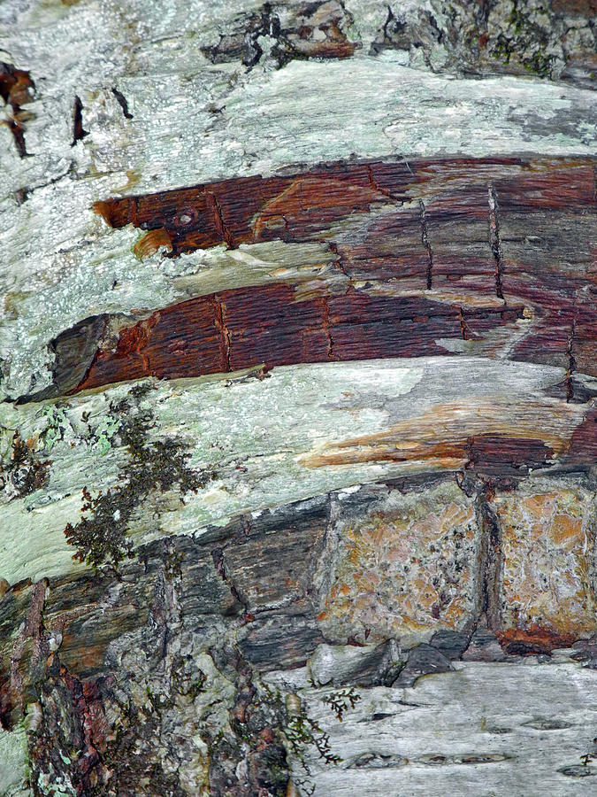 Acadia National Park Photograph - Birch Pattern Abstract 8 by Lynda Lehmann