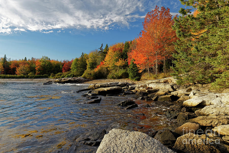 Birch Point in the Fall Photograph by Kevin Shields