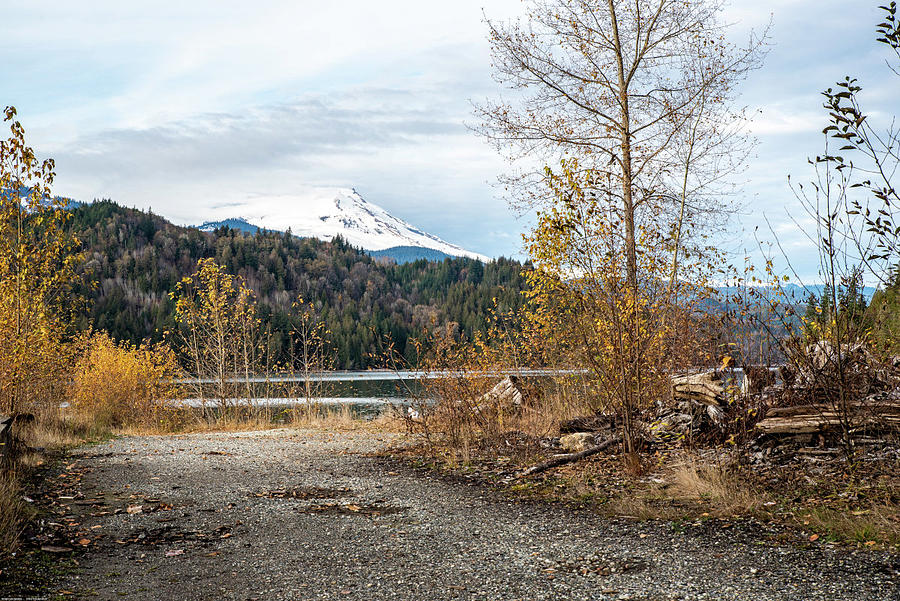 Birch Saplings and Mt Baker Photograph by Tom Cochran