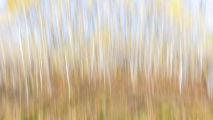 Birch Stand Abstract Photograph by Joseph Smith