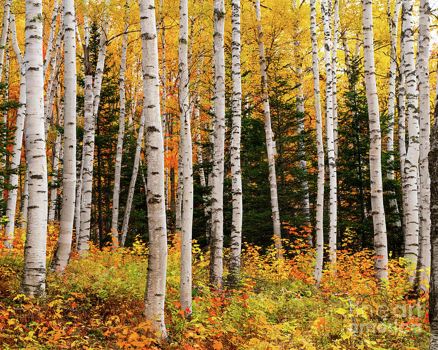 Fall Photograph - Birch Stand by Benjamin Williamson