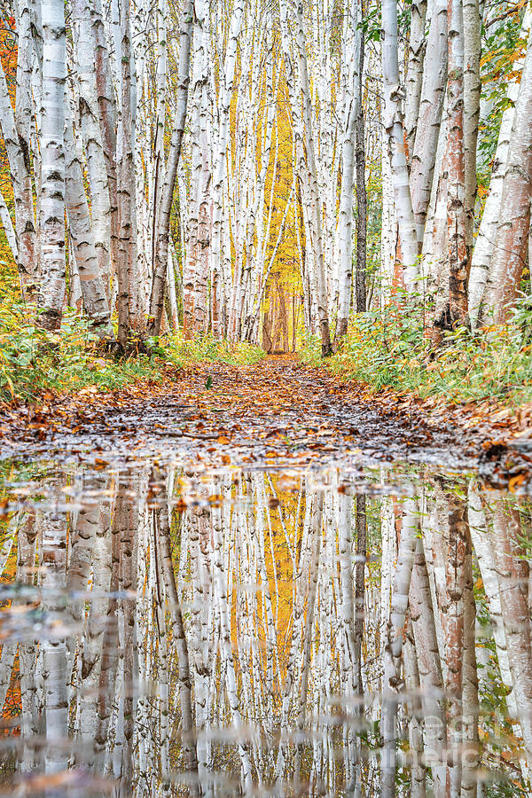 Birch Stand Reflections Photograph by Benjamin Williamson