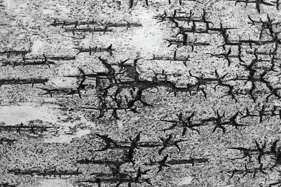 Birch Textures 2 BW 100221 Photograph by Mary Bedy
