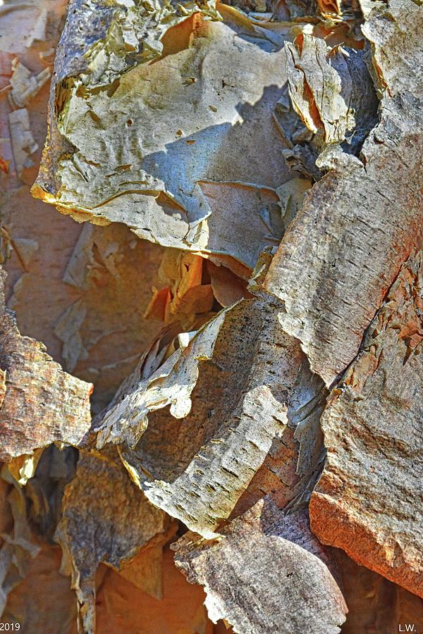 Birch Tree Abstract Photograph by Lisa Wooten