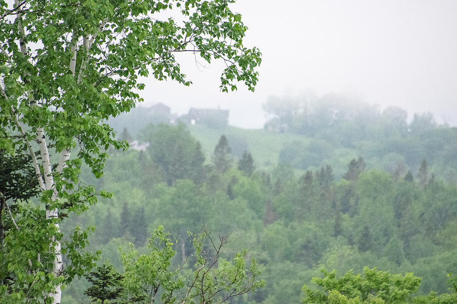 Birch Tree And Fog Photograph