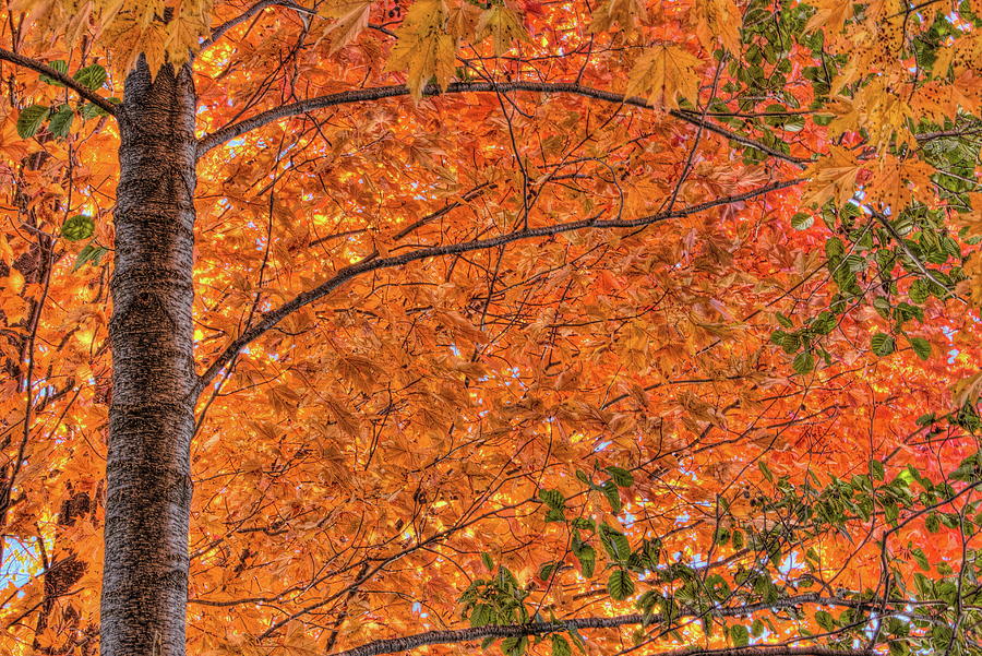 Birch Tree And Maple Leaves Photograph by Dale Kauzlaric