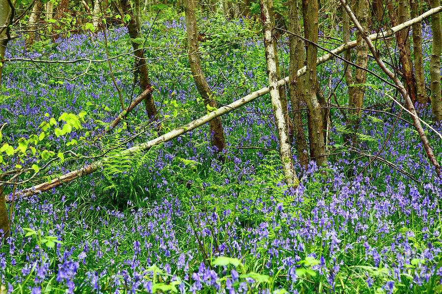 Birch Tree Cross in Bluebell Woodland England Photograph by James Brunker