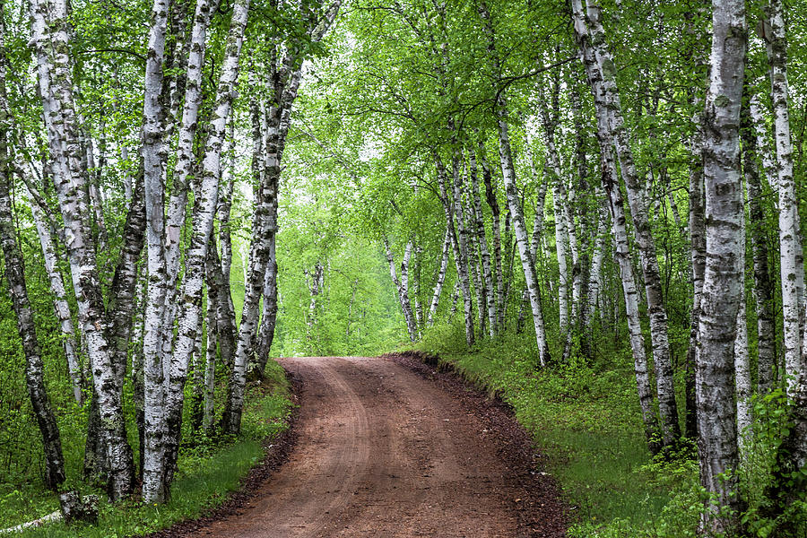 Birch Tree Forest Path #3 Photograph