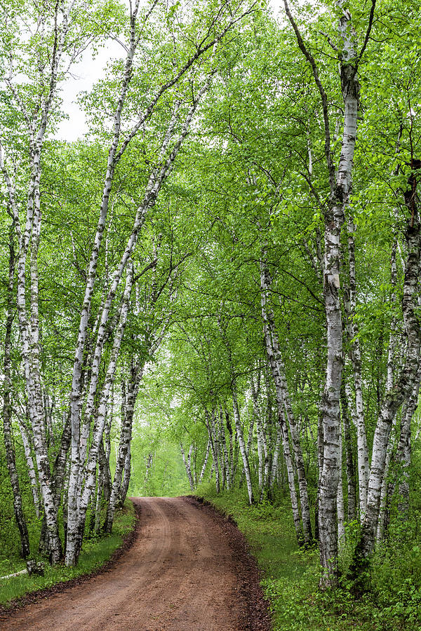Birch Tree Forest Path #4 Photograph by Patti Deters