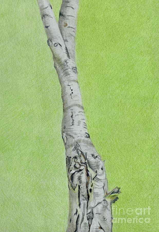 Birch Tree Drawing by Glenda Zuckerman