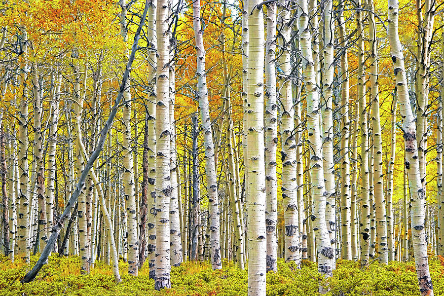 Birch Tree Grove in Autumn Yellow Color Photograph by Randall Nyhof