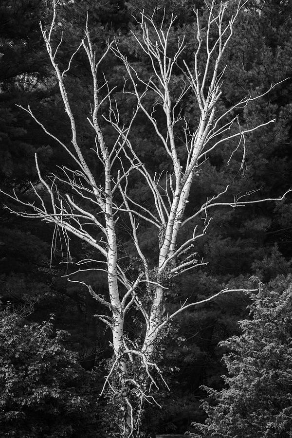 Birch Tree I BW Photograph by David Gordon