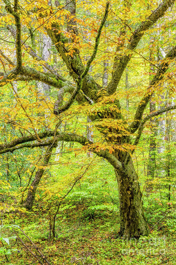 Birch Tree in Autumn Photograph by Thomas R Fletcher
