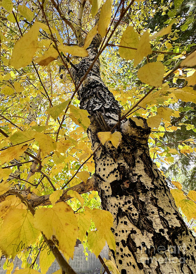 Birch Tree in Fall Photograph by Melissa OGara