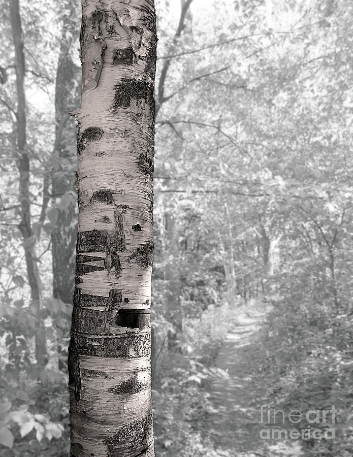 Birch Tree In Forest Photograph by Phil Perkins