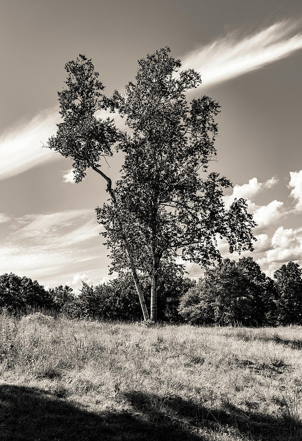 Birch Tree in Summer at Quabbin Reservior BW Photograph by Michael Saunders