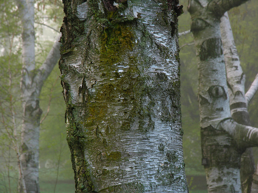 Birch Tree Photograph by Juergen Roth