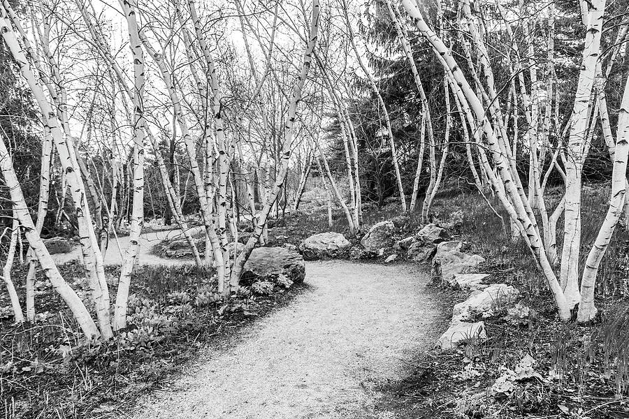 Birch Tree Lined Pathway-001-M Photograph by David Allen Pierson