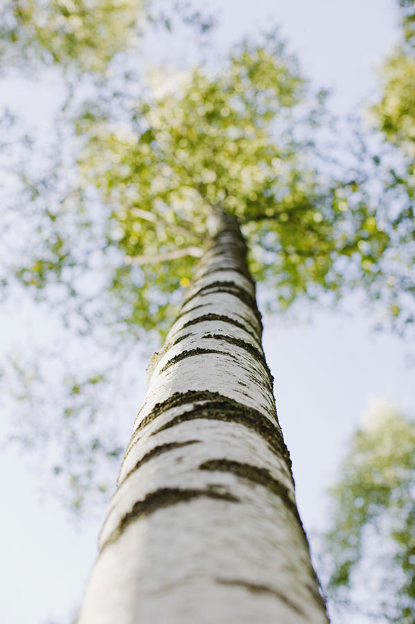 Birch tree, low angle view Photograph by Roine Magnusson