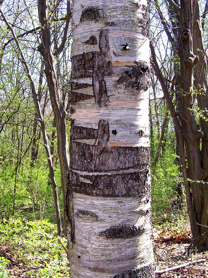 Birch Tree Photograph by Phil Perkins