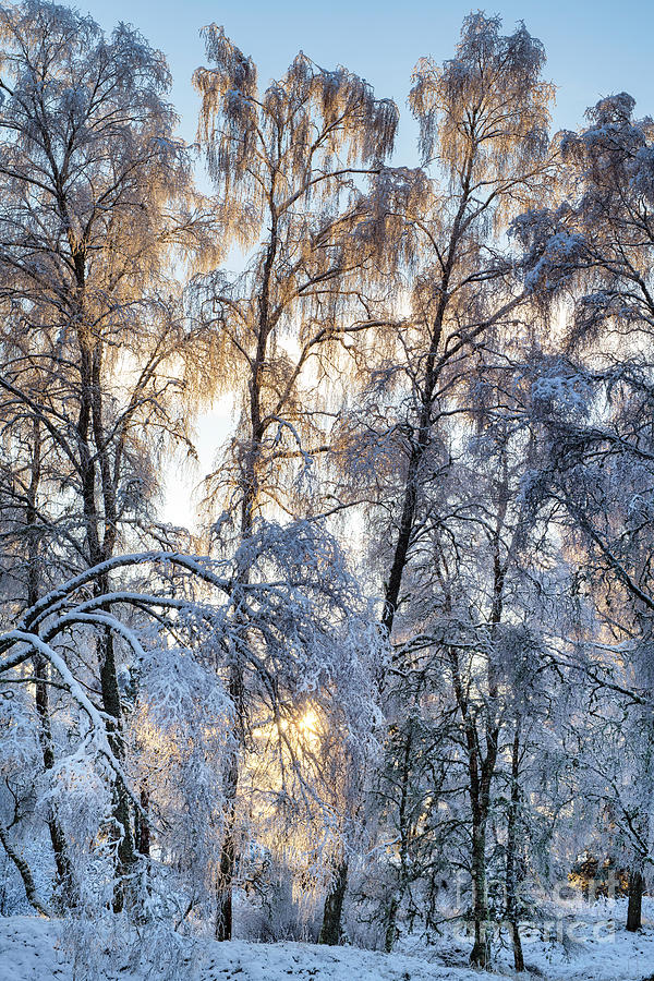 Birch Tree Sunlight Photograph by Tim Gainey