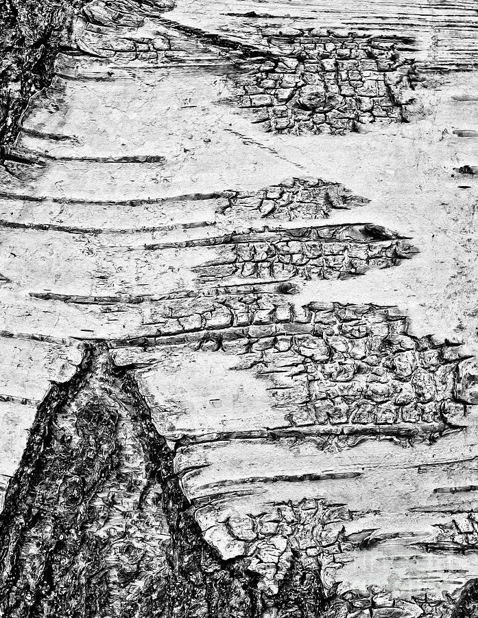 Birch Tree Texture Abstract in Black and White Photograph by Nikki Vig