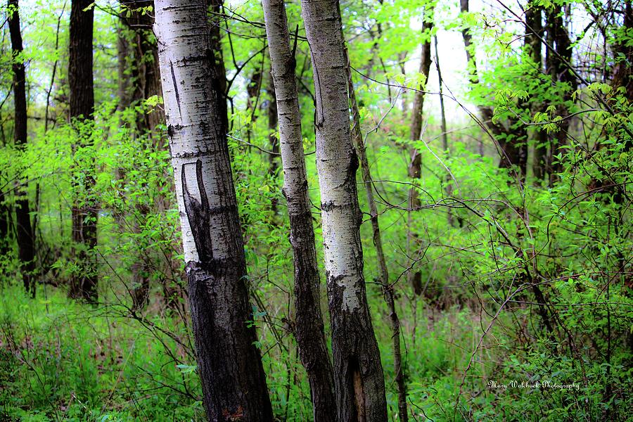 Birch Tree Trio Photograph by Mary Walchuck