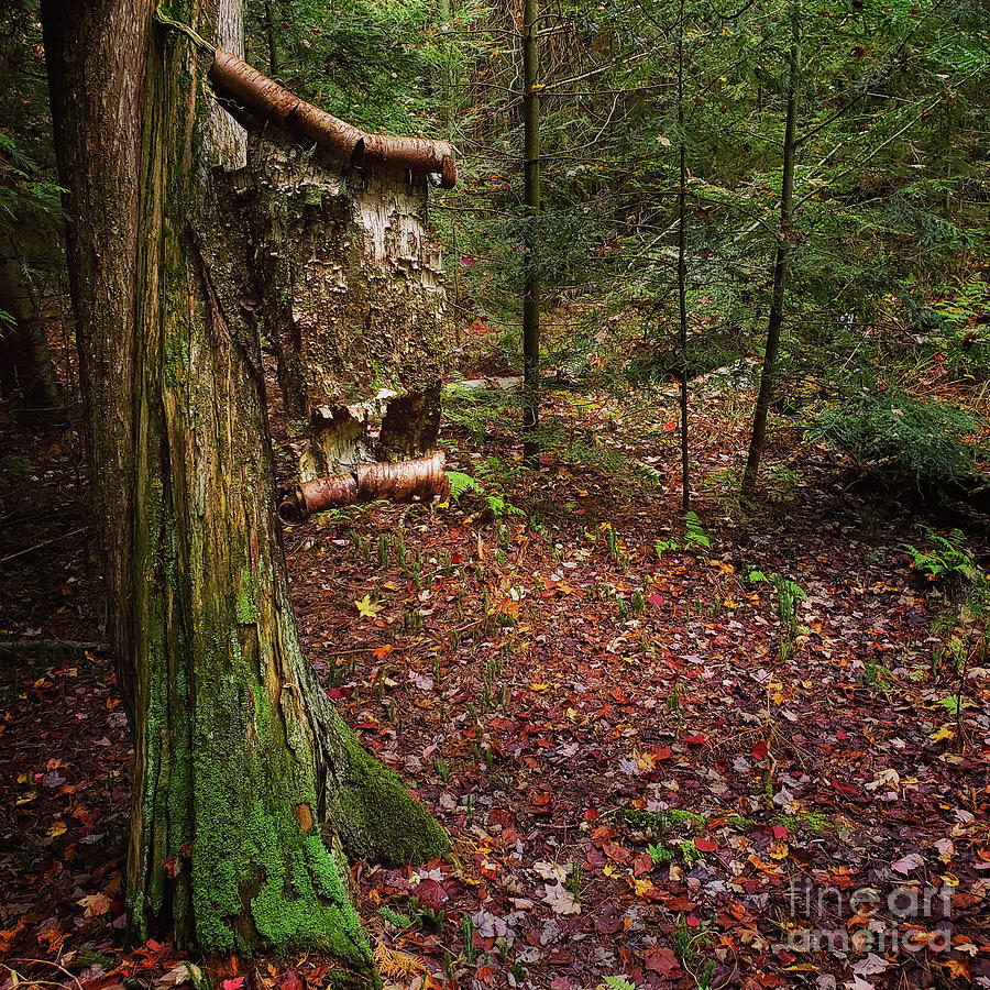 Birch Tree Troll Scroll Photograph by Amy Lucid