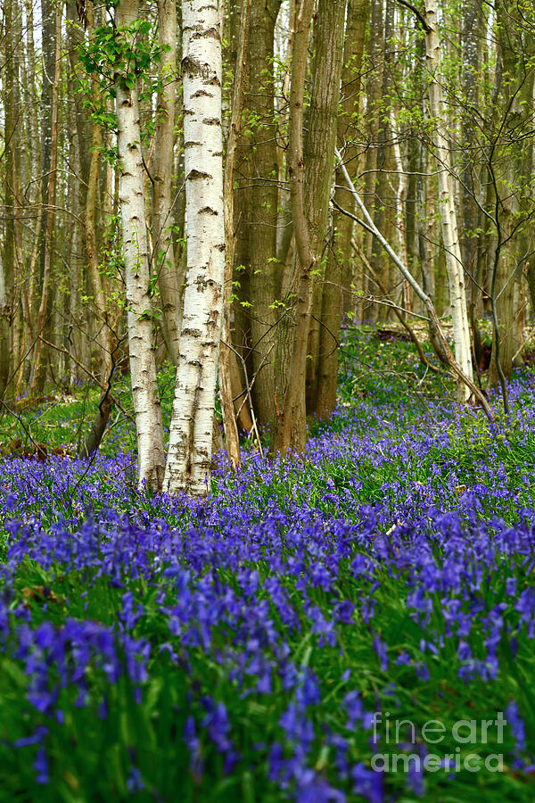 Birch Tree Trunks and Bluebell Woods England Photograph by James Brunker