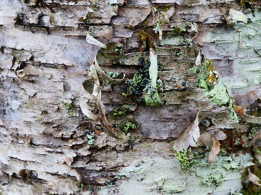 Birch tree with peeling bark and lichens. Photograph by Rob Huntley