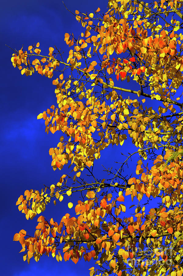 Birch Tree With Warm Light Photograph