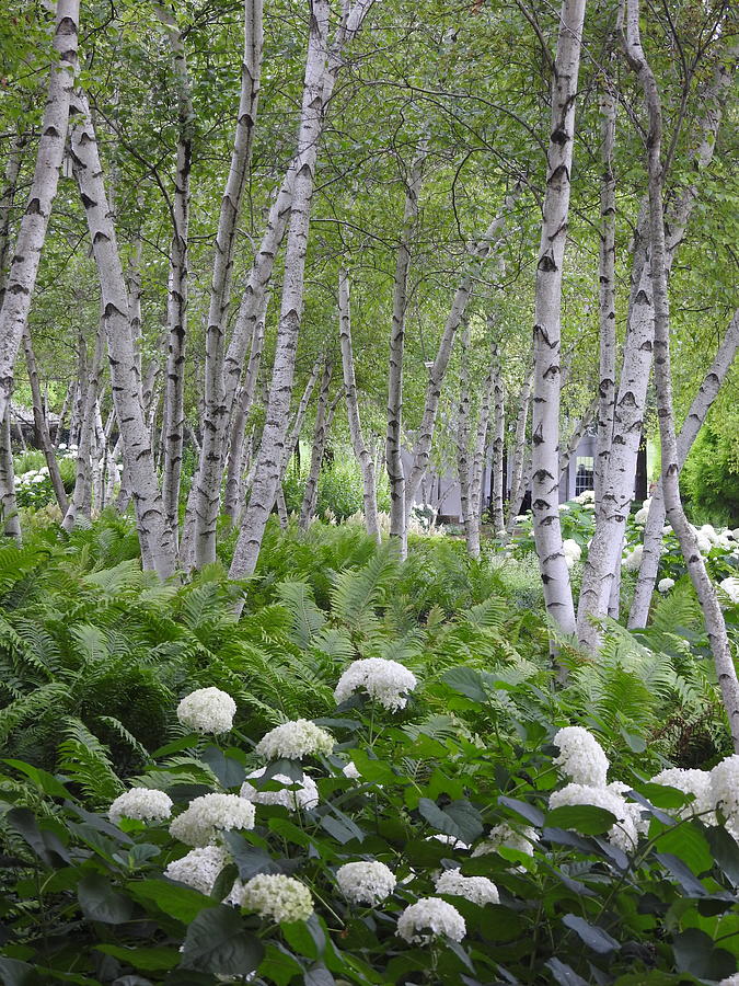 Birch Tree Woodland Garden Photograph by Barbara Ebeling