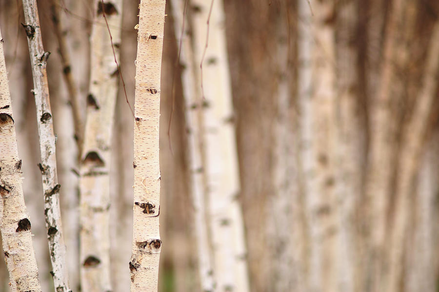 Birch Trees Photograph by AsherDB
