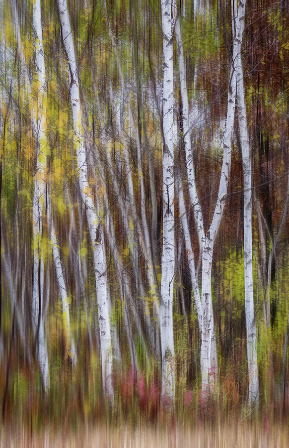 Birch Trees at Lake Maria State Park Minnesota Photograph by Patti Deters