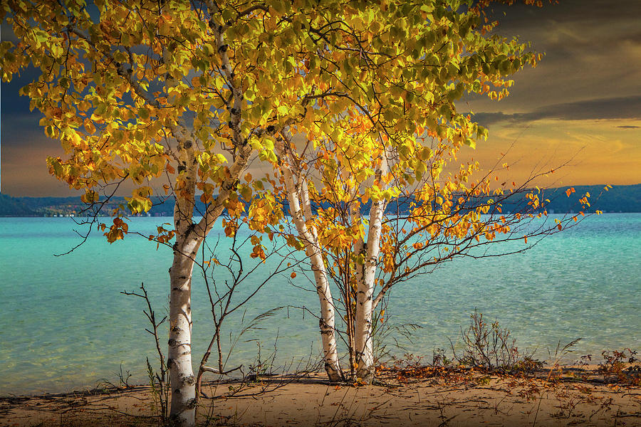 Birch Trees at Sunset on the shore of Crystal Lake Photograph by Randall Nyhof