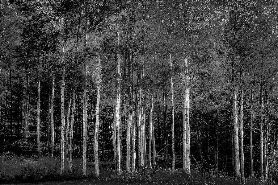 Abstract Photograph - Birch Trees by David Patterson