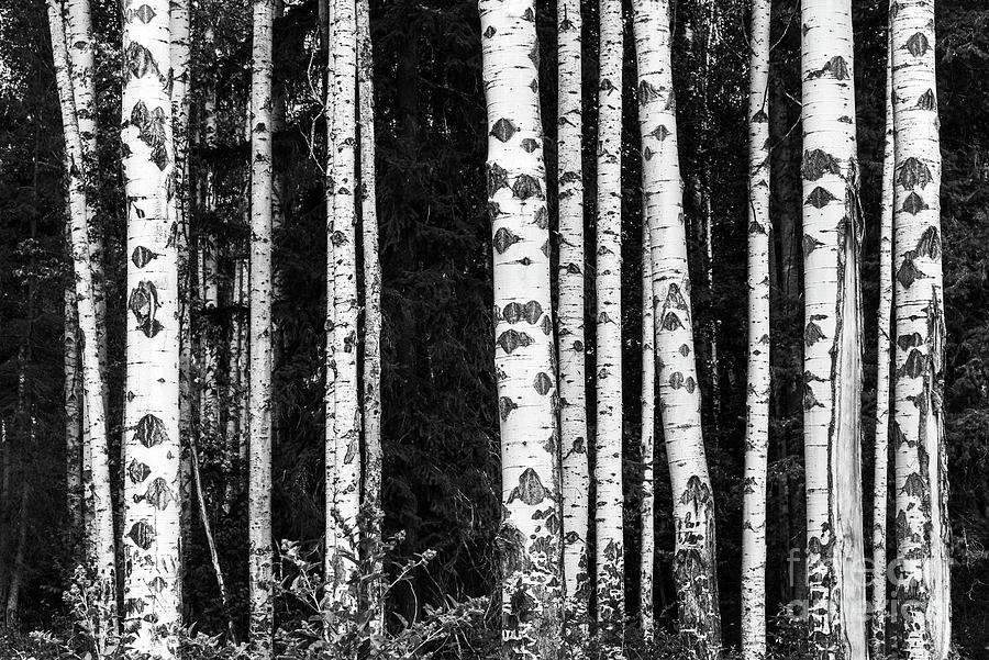 Birch trees forest, black and white Photograph by Delphimages Photo Creations