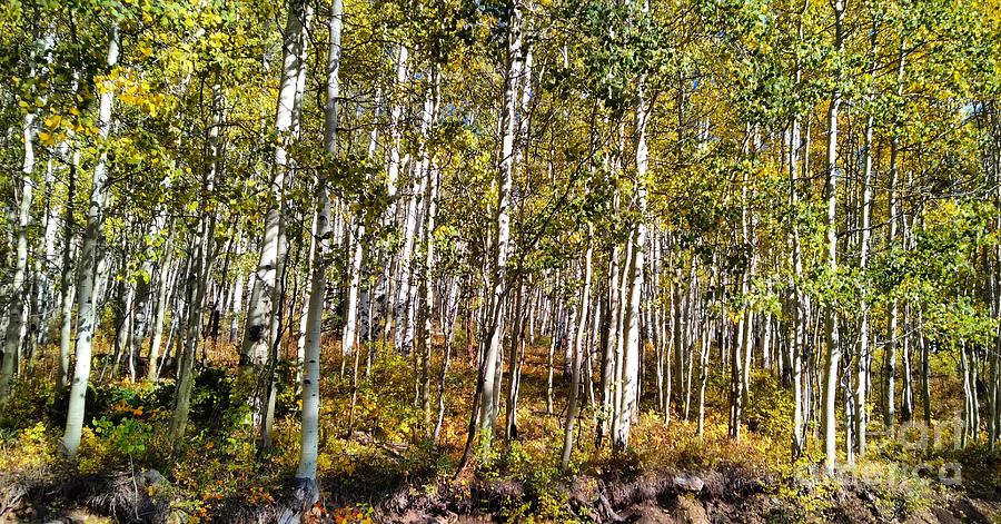 Birch Trees in Autumn Photograph by Billy Bateman