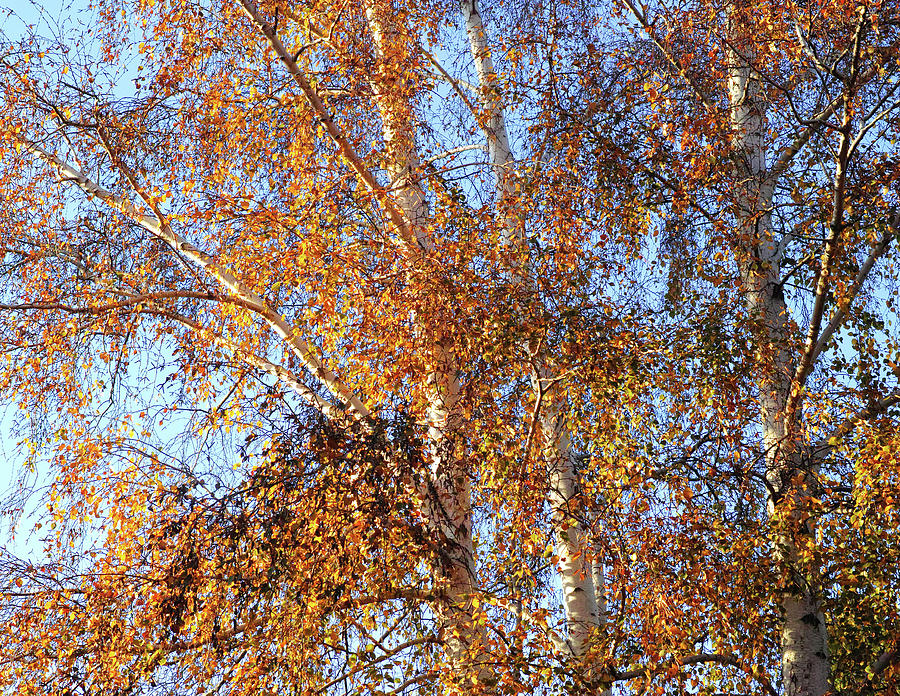 Birch Trees in Autumn Photograph by Jane Loomis - Fine Art America