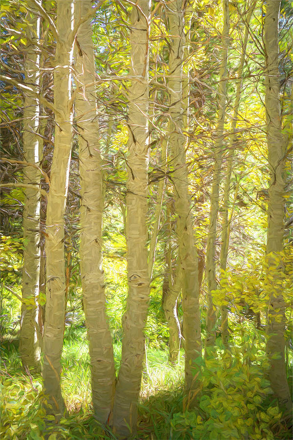 Aspen Trees in Autumn Photograph by Lindsay Thomson