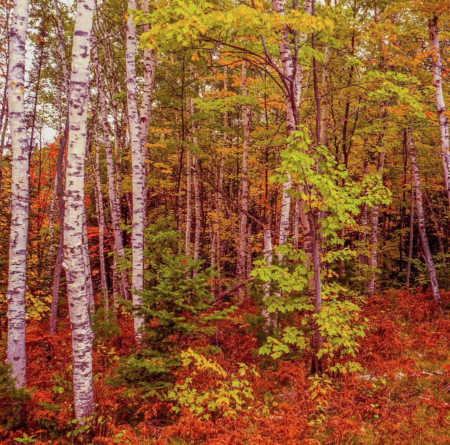 Birch Trees in Hiawatha National Forest_008 Photograph by James C Richardson