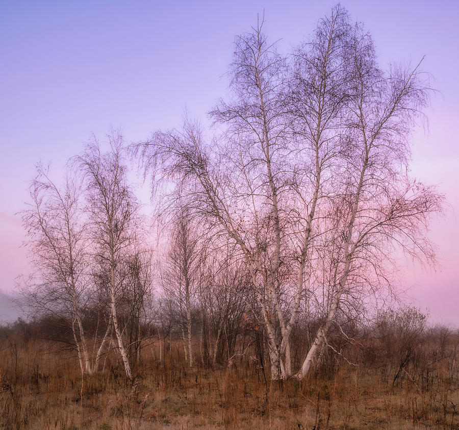 Birch Trees in Pastel Photograph by Michael Hubley