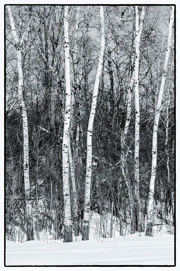 Birch Trees in Snowy Minnesota Photograph by Debby Richards